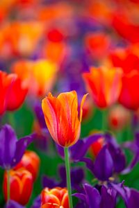 Preview wallpaper tulip, flowers, buds, red, purple, blur