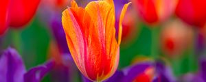 Preview wallpaper tulip, flowers, buds, red, purple, blur