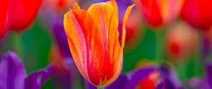 Preview wallpaper tulip, flowers, buds, red, purple, blur