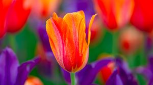 Preview wallpaper tulip, flowers, buds, red, purple, blur
