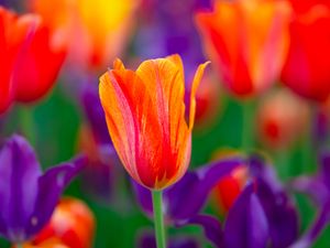 Preview wallpaper tulip, flowers, buds, red, purple, blur