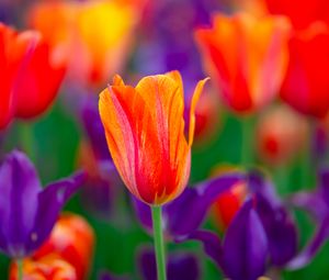 Preview wallpaper tulip, flowers, buds, red, purple, blur