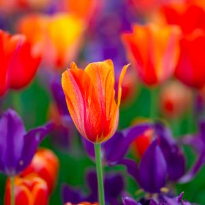 Preview wallpaper tulip, flowers, buds, red, purple, blur