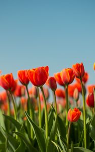 Preview wallpaper tulip, flowers, flowerbed, spring