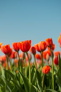 Preview wallpaper tulip, flowers, flowerbed, spring
