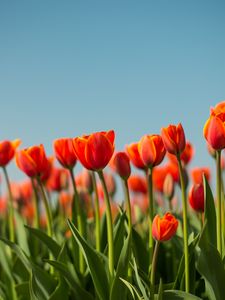 Preview wallpaper tulip, flowers, flowerbed, spring