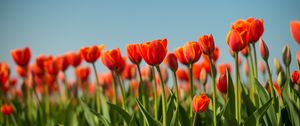 Preview wallpaper tulip, flowers, flowerbed, spring