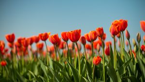 Preview wallpaper tulip, flowers, flowerbed, spring