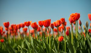 Preview wallpaper tulip, flowers, flowerbed, spring