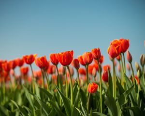 Preview wallpaper tulip, flowers, flowerbed, spring