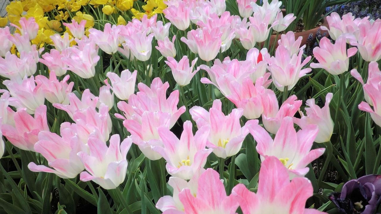 Wallpaper tulip, flowers, flowing, flowerbed, green, spring