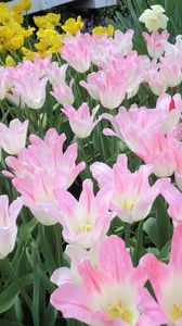 Preview wallpaper tulip, flowers, flowing, flowerbed, green, spring