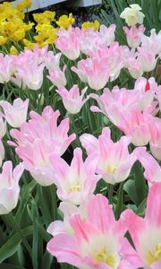 Preview wallpaper tulip, flowers, flowing, flowerbed, green, spring