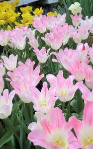 Preview wallpaper tulip, flowers, flowing, flowerbed, green, spring