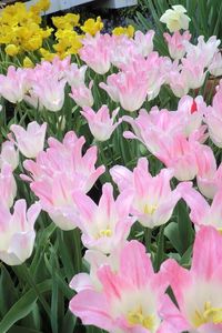 Preview wallpaper tulip, flowers, flowing, flowerbed, green, spring