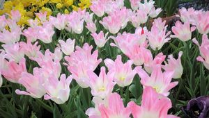 Preview wallpaper tulip, flowers, flowing, flowerbed, green, spring