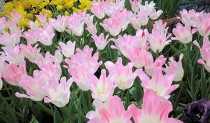 Preview wallpaper tulip, flowers, flowing, flowerbed, green, spring