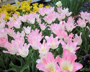 Preview wallpaper tulip, flowers, flowing, flowerbed, green, spring