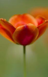 Preview wallpaper tulip, flowers, spring, petals, blur
