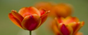 Preview wallpaper tulip, flowers, spring, petals, blur