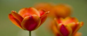 Preview wallpaper tulip, flowers, spring, petals, blur