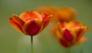 Preview wallpaper tulip, flowers, spring, petals, blur