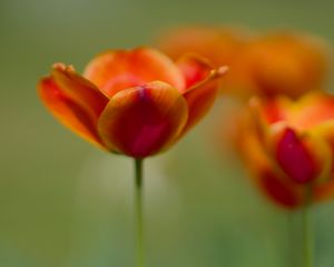 Preview wallpaper tulip, flowers, spring, petals, blur