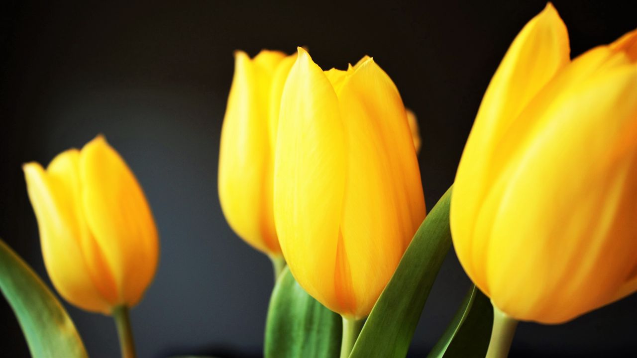 Wallpaper tulip, flowers, yellow, blur