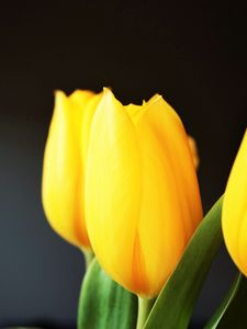 Preview wallpaper tulip, flowers, yellow, blur