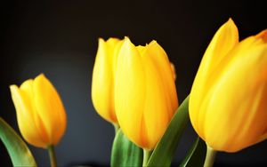 Preview wallpaper tulip, flowers, yellow, blur