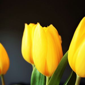 Preview wallpaper tulip, flowers, yellow, blur