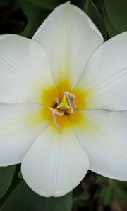 Preview wallpaper tulip foster, tulip, flower, petals, white, macro, spring