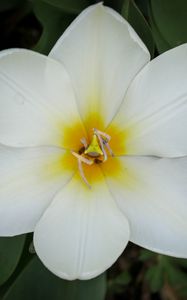 Preview wallpaper tulip foster, tulip, flower, petals, white, macro, spring