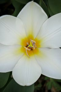 Preview wallpaper tulip foster, tulip, flower, petals, white, macro, spring