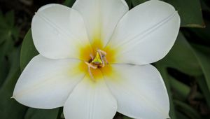 Preview wallpaper tulip foster, tulip, flower, petals, white, macro, spring