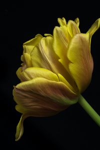 Preview wallpaper tulip, leaves, macro, black background, flower, yellow