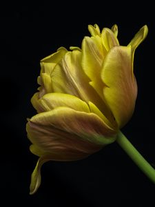 Preview wallpaper tulip, leaves, macro, black background, flower, yellow