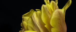 Preview wallpaper tulip, leaves, macro, black background, flower, yellow