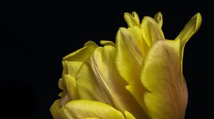 Preview wallpaper tulip, leaves, macro, black background, flower, yellow