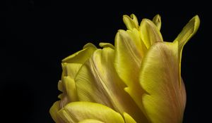 Preview wallpaper tulip, leaves, macro, black background, flower, yellow