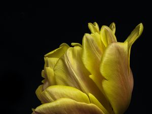 Preview wallpaper tulip, leaves, macro, black background, flower, yellow