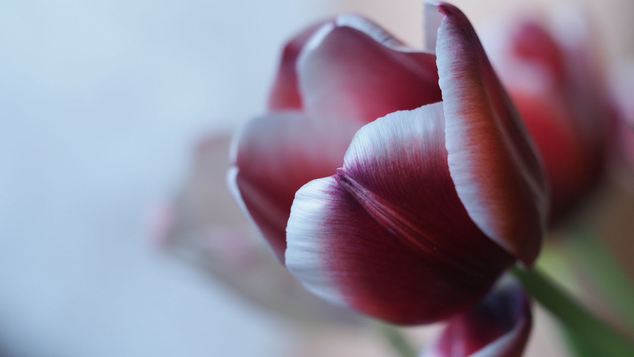 Wallpaper tulip, petal, flower, blur, purple