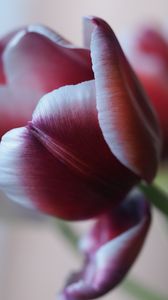 Preview wallpaper tulip, petal, flower, blur, purple