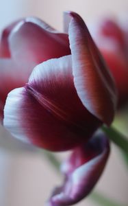 Preview wallpaper tulip, petal, flower, blur, purple