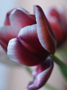 Preview wallpaper tulip, petal, flower, blur, purple