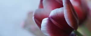 Preview wallpaper tulip, petal, flower, blur, purple