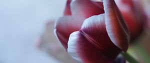 Preview wallpaper tulip, petal, flower, blur, purple
