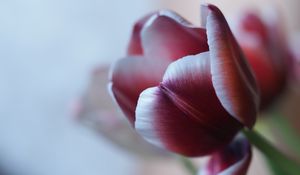 Preview wallpaper tulip, petal, flower, blur, purple