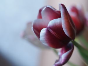 Preview wallpaper tulip, petal, flower, blur, purple