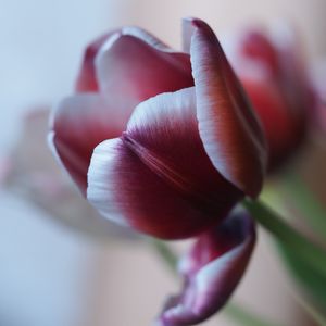 Preview wallpaper tulip, petal, flower, blur, purple